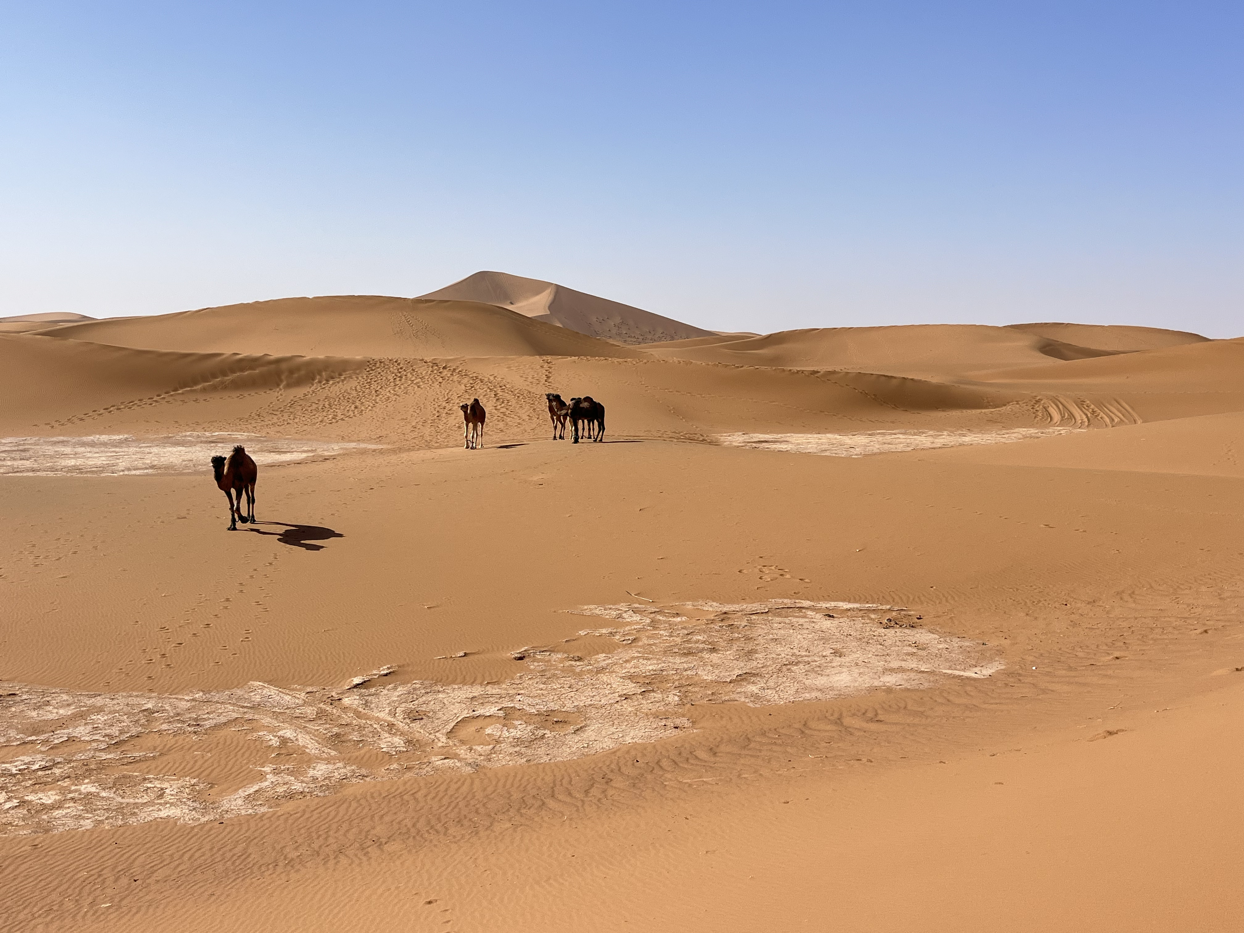 Dromedare in der Wüste Erg Chebbi